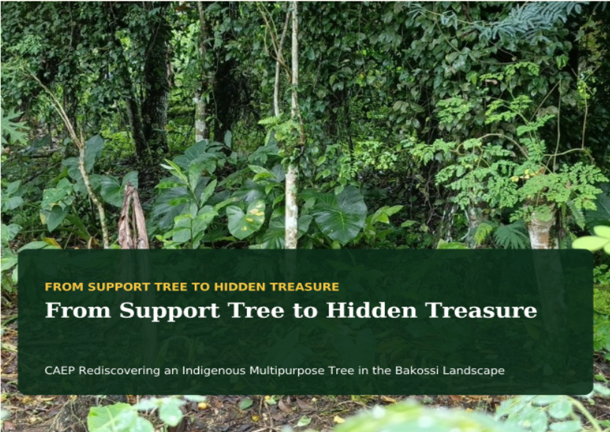 Cover of CAEP publication From Support Tree to Hidden Treasure